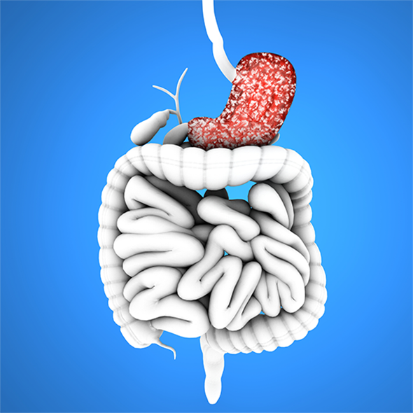 Digestive